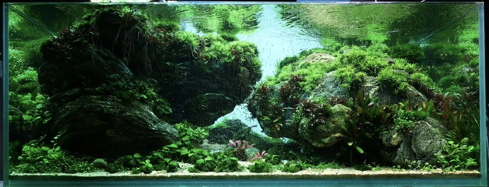 Aquascaping steps - Connecting - IAPLC 2025 Honor Prize - Long Tran Hoang / Vietnam